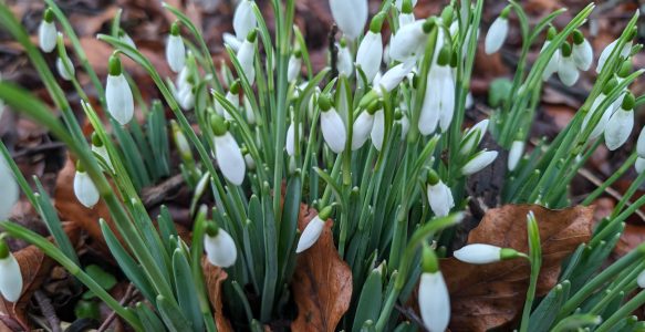 Snowdrops